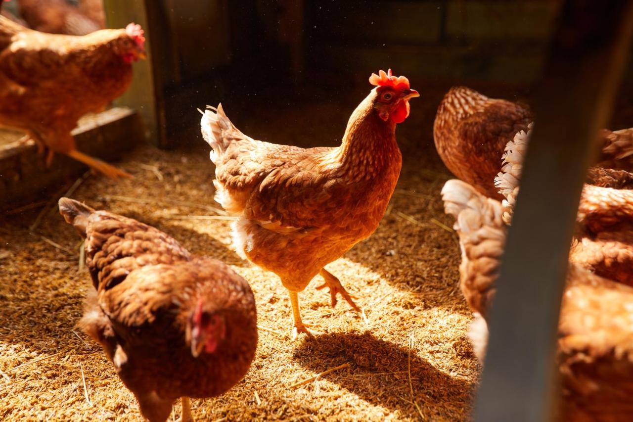 La Cocotte Villa & Farm Khao Yai Nong Sarai Ngoại thất bức ảnh