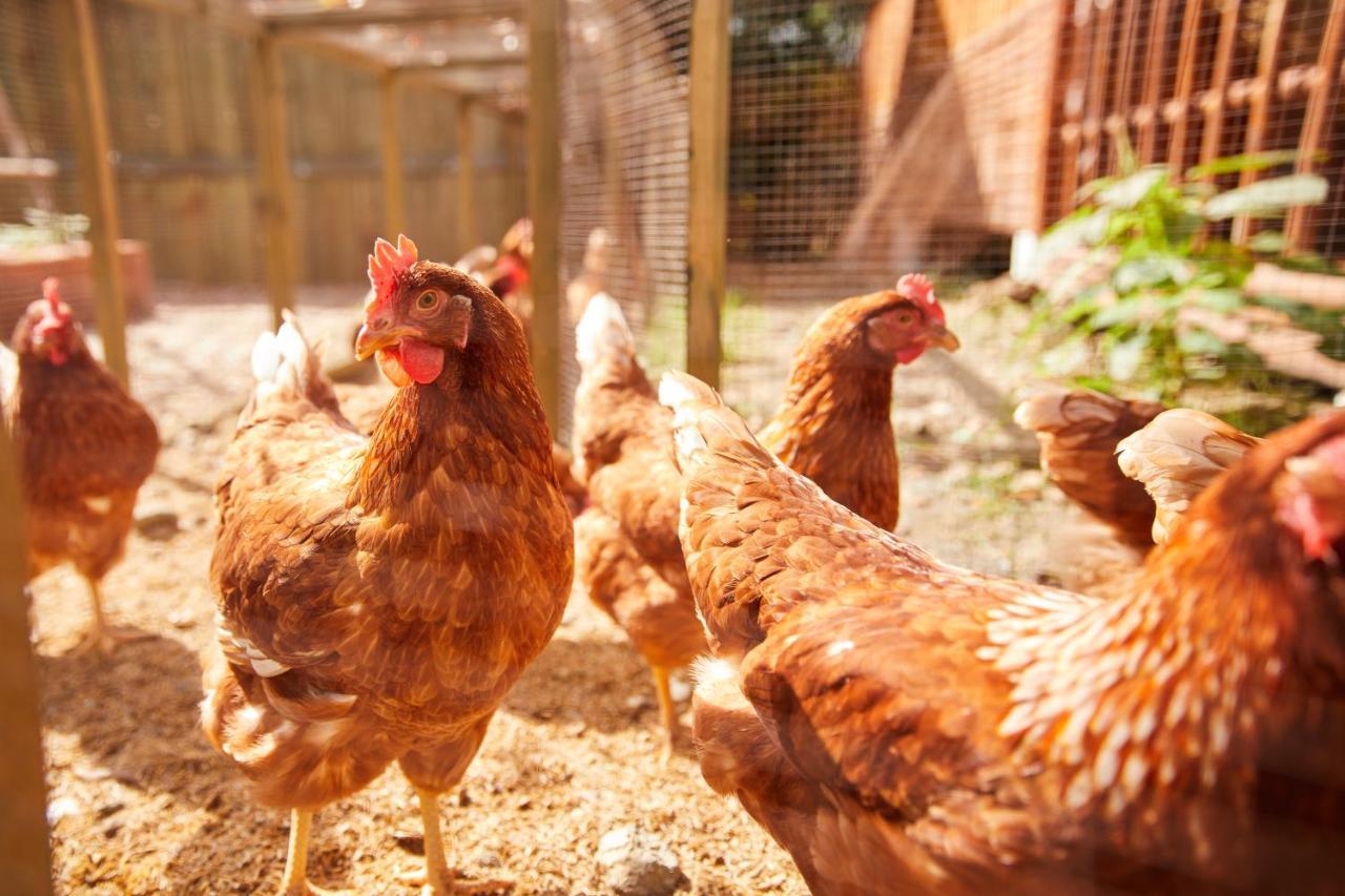 La Cocotte Villa & Farm Khao Yai Nong Sarai Ngoại thất bức ảnh